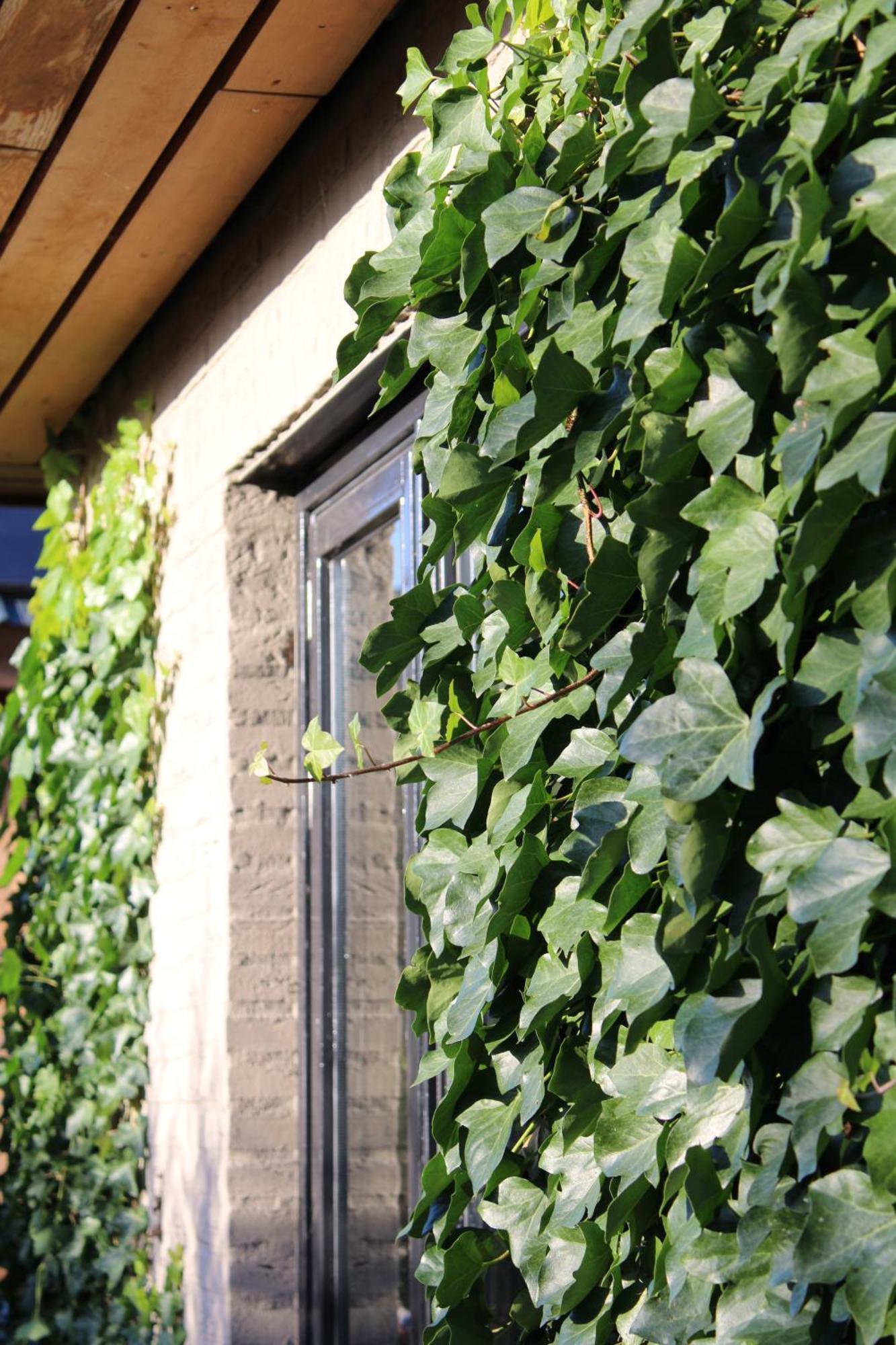 Tiny House In De Boomgaard Bed & Breakfast Stad aan 't Haringvliet Eksteriør bilde